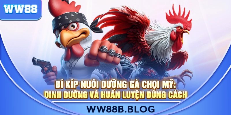 Bí Kíp Nuôi Dưỡng Gà Chọi Mỹ: Dinh Dưỡng Và Huấn Luyện Đúng Cách
