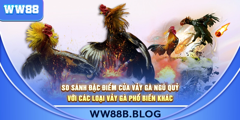 So sánh đặc điểm của vảy gà ngũ quỷ với các loại vảy gà phổ biến khác