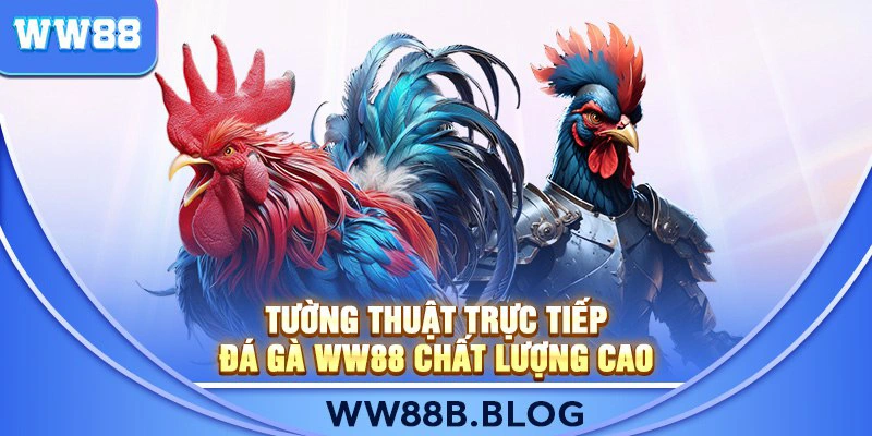 Tường thuật trực tiếp Đá Gà WW88 chất lượng cao