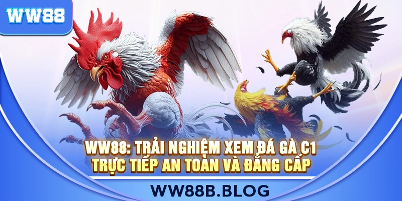 WW88: Trải Nghiệm Xem Đá Gà C1 Trực Tiếp An Toàn Và Đẳng Cấp